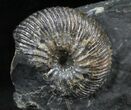 Three Craspedodiscus Ammonites In Association #28344-2